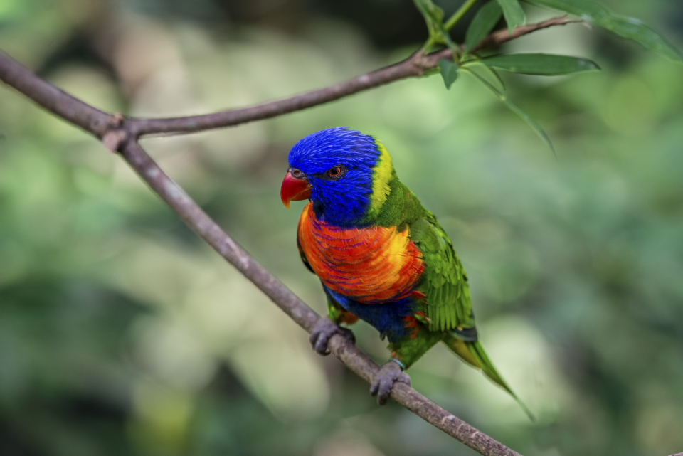 Rainbow Lory | Shutterbug